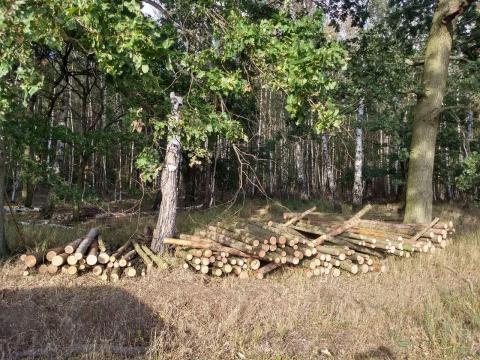 Holz machen für die Zäune